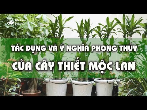 Video: Các Loại Cây Thiết Mộc Lan - Tìm Hiểu Về Các Loại Cây Thông Thường Của Cây Thiết Mộc Lan