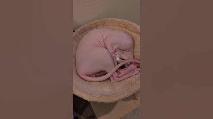 Video 10381001: sleeping sphynx