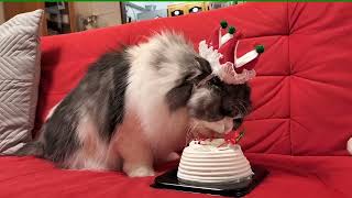 はじめてのクリスマスケーキと猫　Ragamuffin cat KOBAN eating Christmas cake for cats