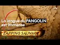 La langue du pangolin est immense - ZAPPING SAUVAGE