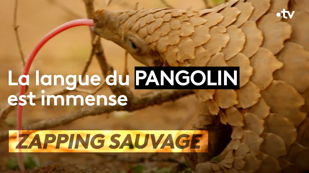 La langue du pangolin est immense - ZAPPING SAUVAGE
