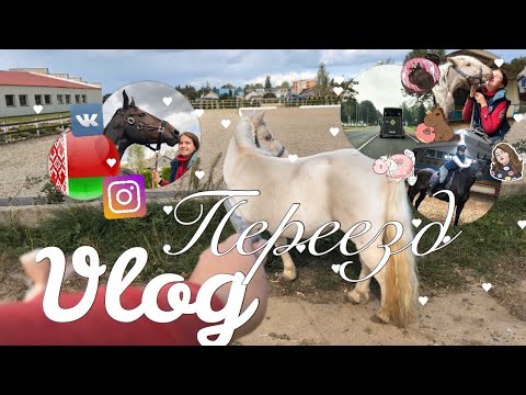 Vlog! Перевезла лошадей в другую страну!