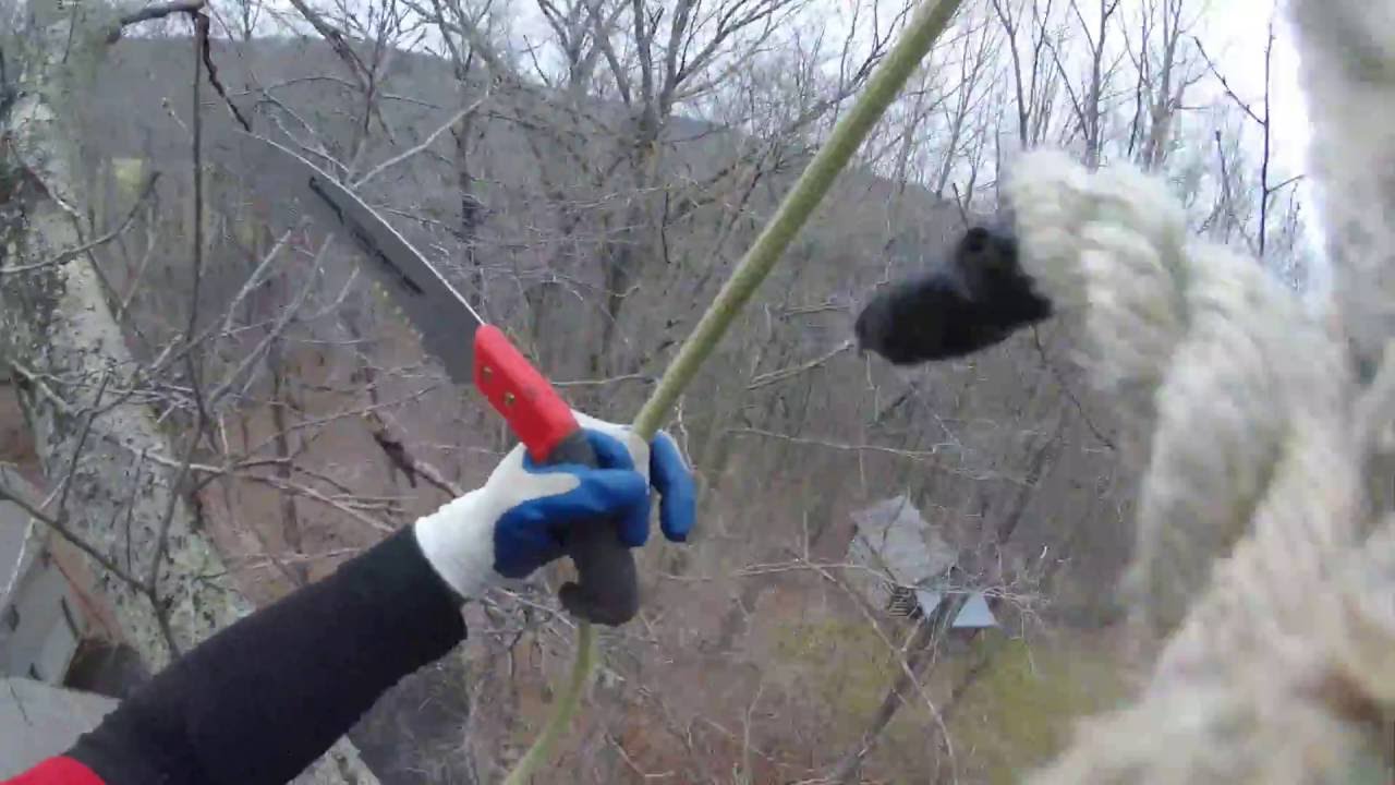 Tall Oak Tree Removal Over A Driveway and House Pt-1 - YouTube