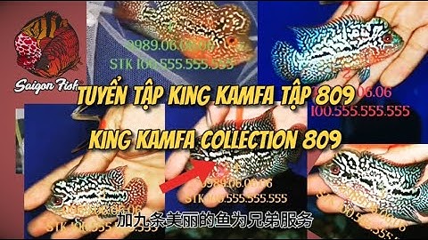 Tuyển tập king kamfa tập 809 ® Flowerhorn King Kamfa Collection part 809【 Saigon Fish 】