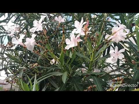 Video: Oleander - Korisna Svojstva I Upotreba Oleandra, Cvjetova Oleandra. Oleander Običan, Bijeli, Unutarnji, Ružičasti, žuti