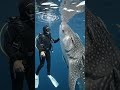 Deep Sea Dive With the Biggest Fish Alive 🌊🐋 #viralvideo #adventure #oceanlife