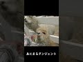 唾吐きアルパカ #shorts