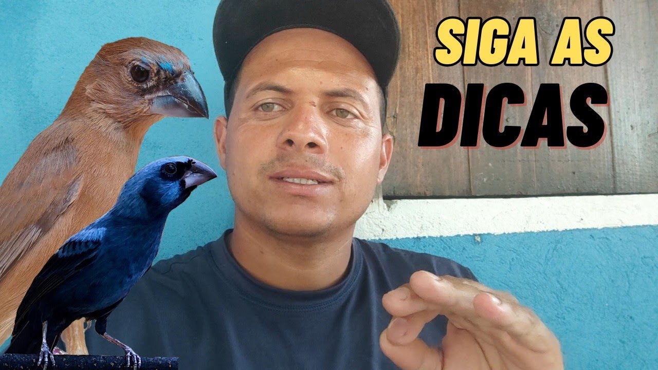 Dicas para liberar o canto do azulão novo primeira muda