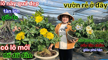 🌲12/12☎️vườn mai Cô Điệp☎️clip đặc biệt🌲Có lô siêu đế🌲hôm nay mới lên🌲giá rất hợp lý 