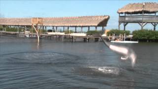 Dolphin Research Center - Spotlight on Aleta!