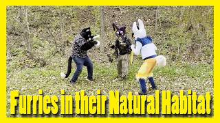 Furries in the Wild (Nature Documentary Parody) Furries in the Wild (Nature Documentary Parody)