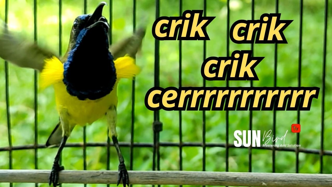 PANCINGAN SOGON GACOR MEMANGGIL LAWAN‼️Pancingan SOGON agar Emosi # PART 273