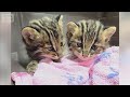 対馬市の国道で「ツシマヤマネコ」子ネコ2匹保護 現場付近に母ネコとみられる死骸【もっと知りたい!】【グッド!モーニング】(2026年6月20日)