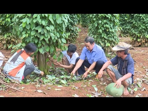 Tin tức 24h: Điều tra vụ phá hoại hồ tiêu ở Đác Song, tỉnh Đác Nông