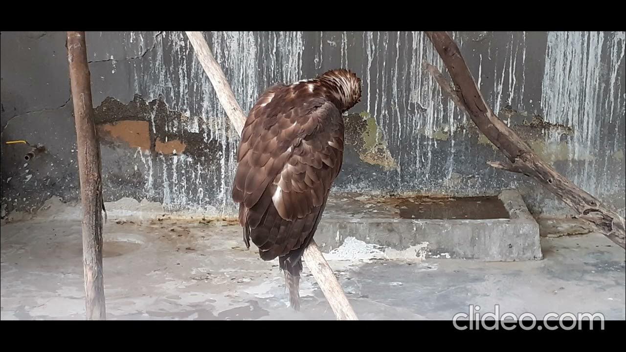 junagadh zoo....amazing YouTube