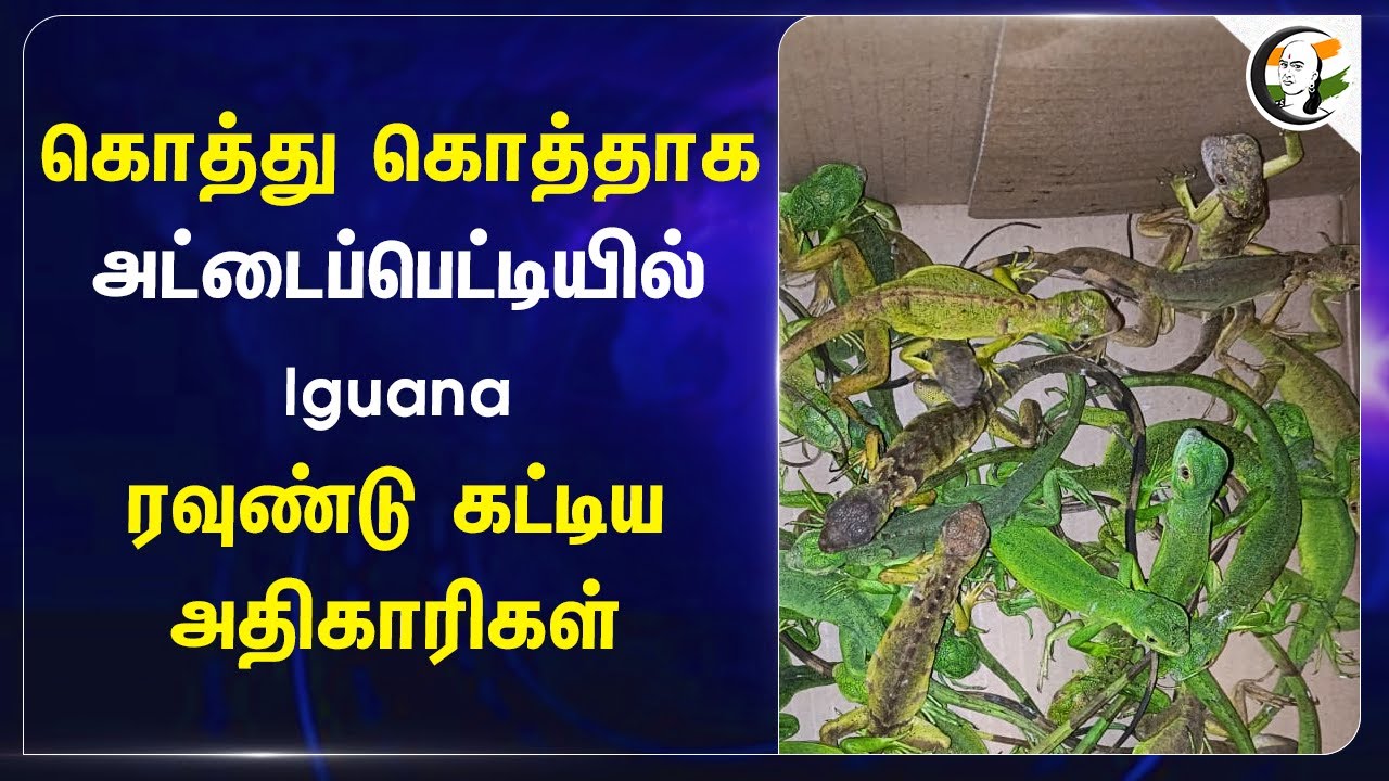 கொத்து கொத்தாக அட்டைப்பெட்டியில் Iguana | ரவுண்டு கட்டிய அதிகாரிகள் | Thailand | Bangok | Airport
