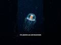 This Jellyfish Can Age Backward