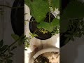 【家庭菜園】ミントティー作ってみたモアナ見てくる