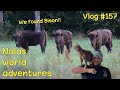 We found bison  vlog 157