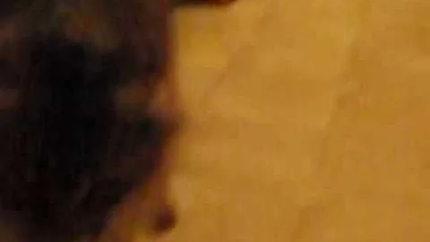 Watch the video about Somali Kitten fetching