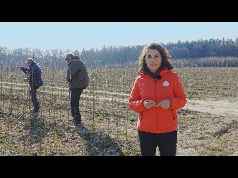 Video: Požadavky na vodu Naranjilla – Jak a kdy zalévat stromy Naranjilla