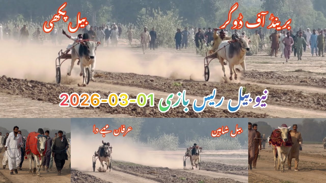 نیو بیل ریس ہائی لیول بازی سالو مہے ملتان بیل پکھی بامقابلہ بیل برینڈ آف ڈوگر 01-03-2026.