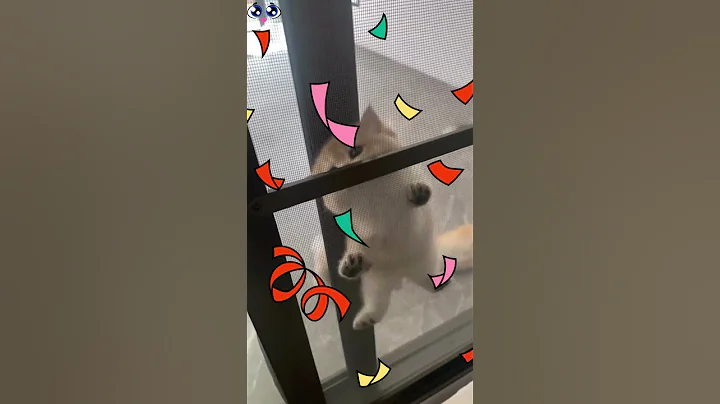 Video 9966061: cats funnycats cutecat baby, cutecats baby cats funny, funnycats amazing cat, cutecat cutest cat, cats compilation cute funny