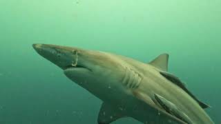 : Baited shark dive, South Africa, Umkomaas