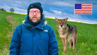 Let's Talk About American Coyotes