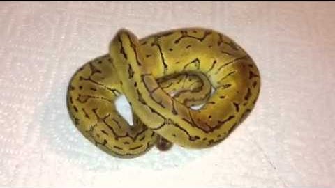 Lemonblast Ball Python