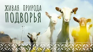 Природа И Животные Подворья. Цветущее Лето. Спокойное Видео Для Всей Семьи