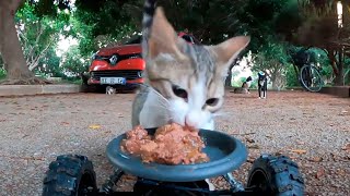 Homeless cats react to canned cat food!