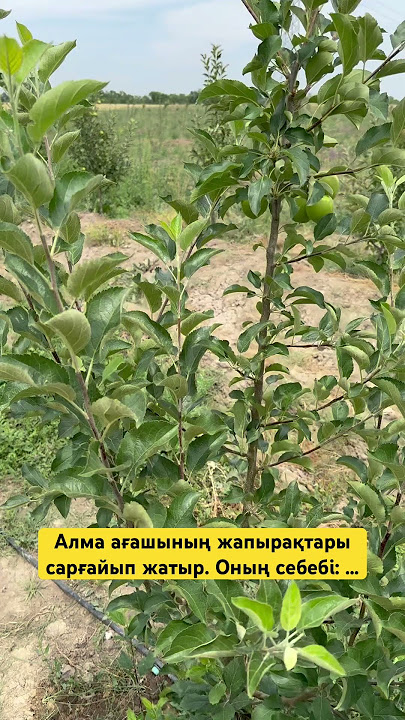 Қынаптан жағармай ағып жатыр видео Қынаптан жағармай ағып жатыр видео