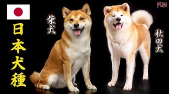 犬種 Youtube