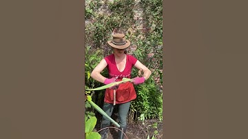 How I split my Bearded Iris to make it flower more! #howto #iris #gardening