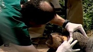 Operasi Gigi untuk Gajah di Kolombia