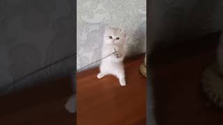 #Cutecat #Cat #Cats #Catlover #Catvideos #Catlovers #Catshorts #Funnycats #Funnyvideos #Cute #Shorts