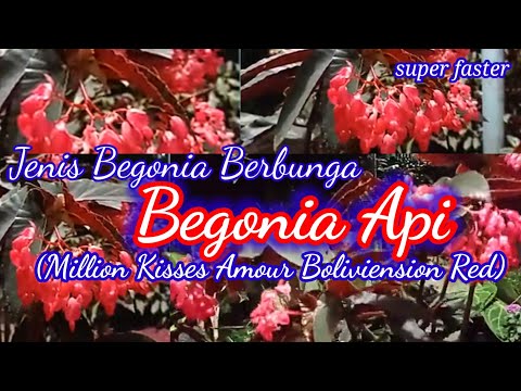 Video: Bunga Dalaman Dengan Daun Merah (33 Foto): Begonia Berdaun Merah Dan Tanaman Dalaman Lain Dengan Daun Merah Terang Dan Hijau-hijau