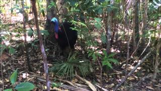 Cassowary eating mangoes at Mission Beach, Queensland