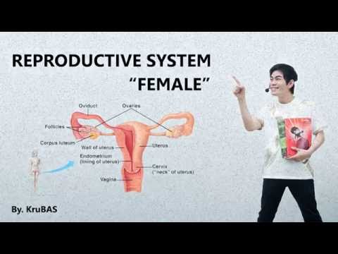 ชีววิทยาครูบาส เรื่อง female reproductive system