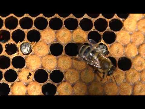 Пчёлки 32. Трудное рождение пчелы