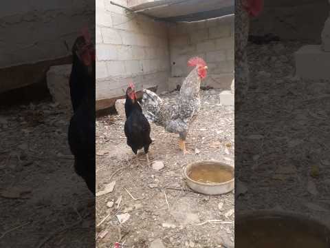 صوت الديك والدجاجة بعد البيض تريند  