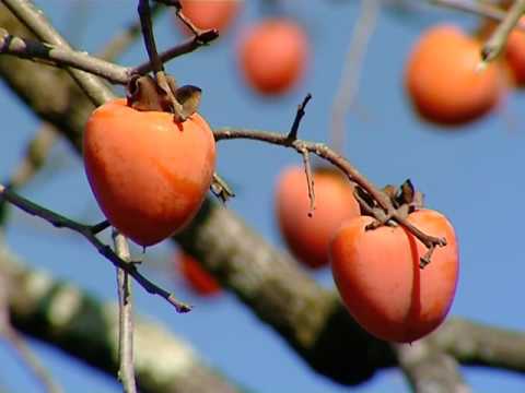 ''ჩვენი ფერმა'' დავით ბირკაძესთან .ხურმა