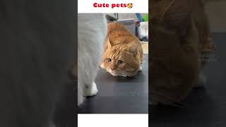 Funny. Cute. Humour Of Pets😅🥰#Cats #Shorts