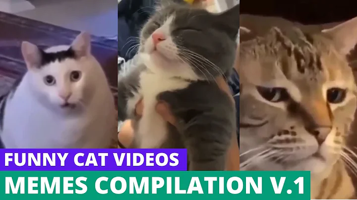 Video 11715861: compilation cats pets, cat compilation funny pet