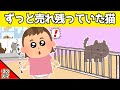 【2chほのぼの】ずっと売れ残っていた猫に、娘が気づいた結果www