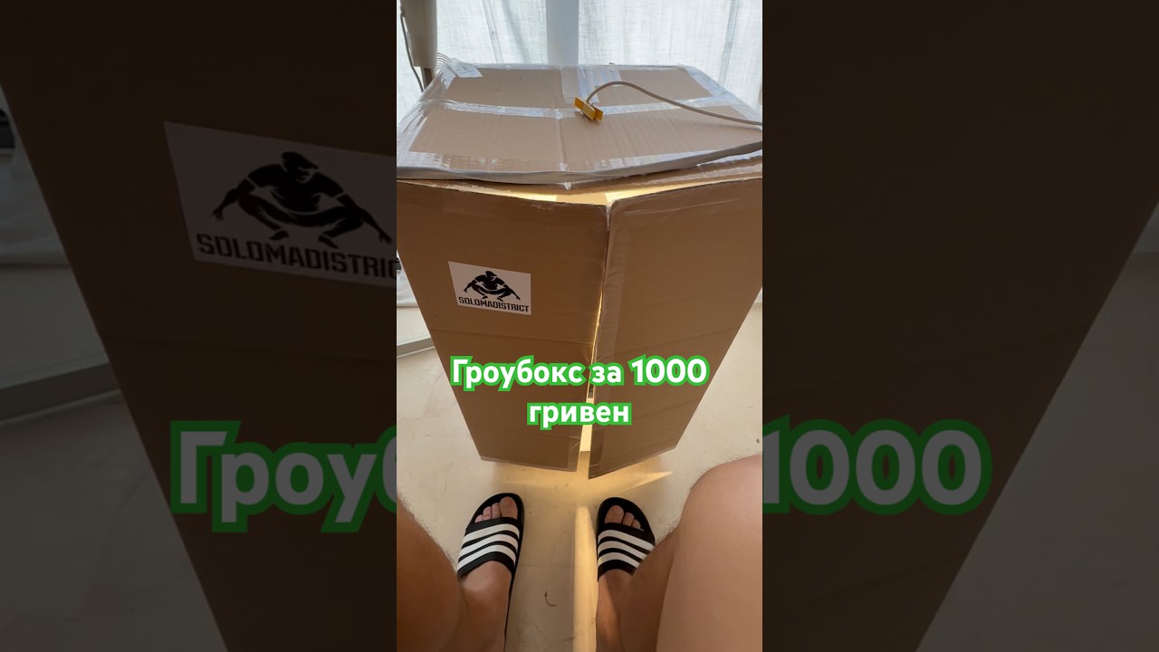 Бокс за 1000 гривен - остановился в росте и уже активно цветёт