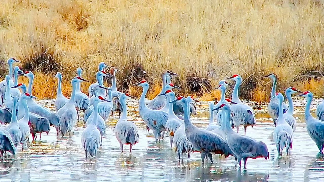 Sandhill Cranes in Wilcox AZ YouTube