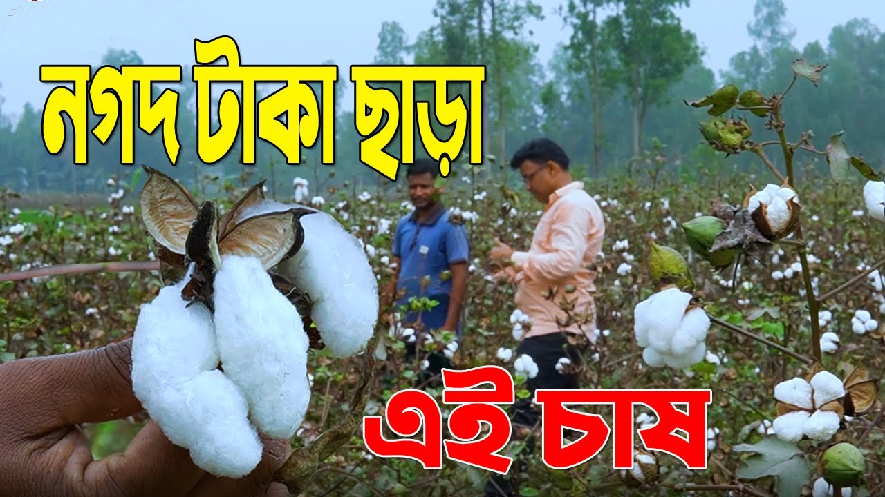 এই চাষ। পরিত্যক্ত জমিতে বা  বালুচড়ে হতে পারে তুলা চাষের বাংলাদেশে বিশাল সম্ভাবনা