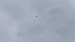 Sparrowhawk trying to fly into the garden again